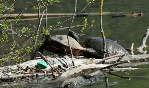 Einige Schildkröten sonnten sich im April 2020 im Höhenfelder See in Köln. Es handelt sich um Neozoen, die extrem seltene Europäische Sumpfschildkröte ist es leider nicht.

Aufnameort: Höhenfelder See in Köln Dünnwald
Kamera: Sony Alpha 7/II