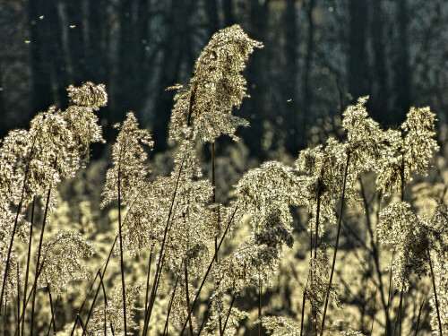 

Aufnameort: Scheerweiher
Kamera: Panasonic Lumix FZ150