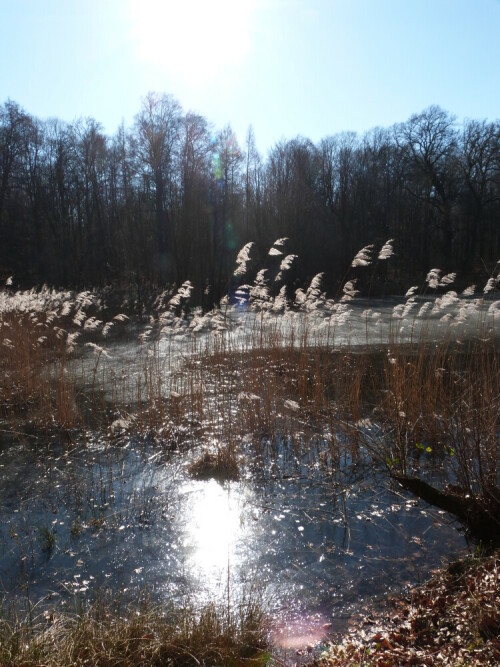 spaziergang im Naturschutzgebiet Hegbachaue von Messel.
- 4° und sonnig. Das Schilf im Gegenlicht forderte geradezu ein Foto heraus.

Aufnameort: Langen/Hessen
Kamera: Lumix FZ 48