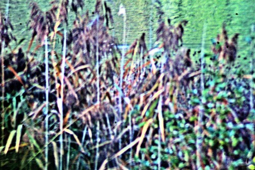 schilf-phragmites-21732.jpeg