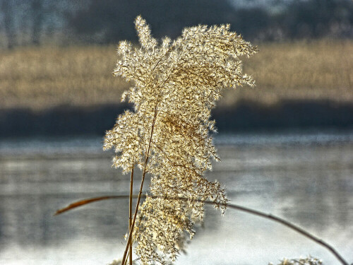 

Aufnameort: Scheerweiher
Kamera: Panasonic Lumix FZ150