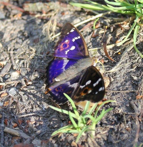 der Schillerfalter, ein wunderbarer Schmetterling, der bei geöffneten Flügeln seine wahre Pracht zeigt - mit stinkendem Käse angelockt; klappt einmalig

Aufnameort: Neustadt a.d.Donau
Kamera: Canon EOS 60 D