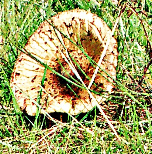 Der Gemeine Riesenschirmling gehört zur Familie der Champigononverwadten(Agaricaceae):
https://de.wikipedia.org/wiki/Gemeiner_Riesenschirmling

Aufnameort: Eiersahausen Wiesen im Osten
Kamera: Canon EOS 1300D