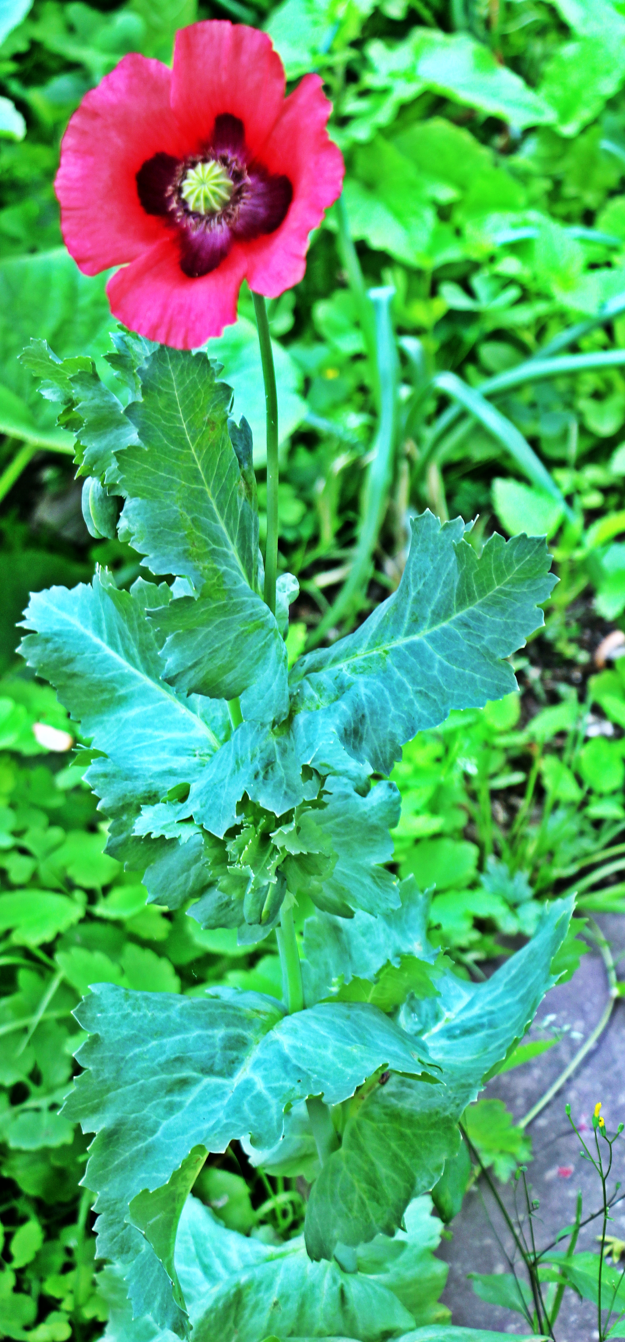 schlafmohn-papaver-somniferum-l-19430.jpeg