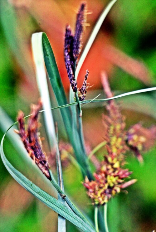 Eine Seggenart, die ziemlich häufig vorkommen kann und die zu den Seggen(Carex) sowie den Sauergräsern(Cyperaceae) gehört.
Sie kann auf nassen Böden mit nicht zu großem Nährstoffangebot sogenannte Großseggenriede bilden.
https://de.wikipedia.org/wiki/Schlank-Segge

Aufnameort: Eiershausen Schwarzbachtal
Kamera: Canon EOS 1300D