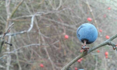 Schlehe (Prunus spinosa)
beim spazieren gefunden

Aufnameort: Beeskow
Kamera: CANON SX510 HS