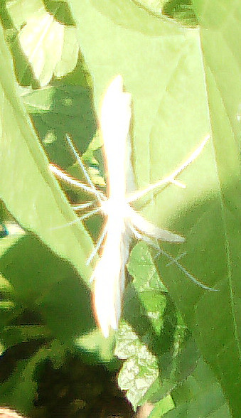 schlehengeistchen-pterophorus-pentadactyla-13345.jpeg