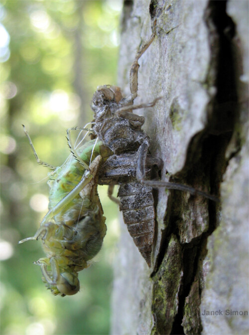 schlupfende-libelle-am-erlenstamm-5458.jpeg