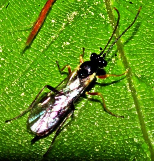 Die Cryptinae sind eine Unterfamilie der Schlupfwespen.
https://de.wikipedia.org/wiki/Schlupfwespen

Aufnameort: Eiershausen Waldrand
Kamera: Canon EOS 1300D