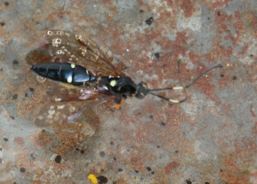 Eine Schlupfwespe, auf deren Hinterleibstergiten(-rückenschildern) zwei Paare gelblicher Flecken zu Beginn sichtbar sind.
(Leider ein Totfund)
http://www.insektenbox.de/hautfl/diphqu.htm

Aufnameort: Eiershausen Garten
Kamera: Canon EOS 700D