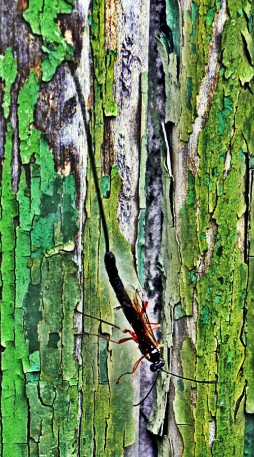 Eine Art Schlupfwespe, die sich gerne in der Nähe oder in Laubwäldern aufhält.
Sie kommt in Europa vor.
http://www.insektenbox.de/hautfl/ephman.htm

Aufnameort: Eiershausen Fahrradschuppen
Kamera: Canon EOS 1300D