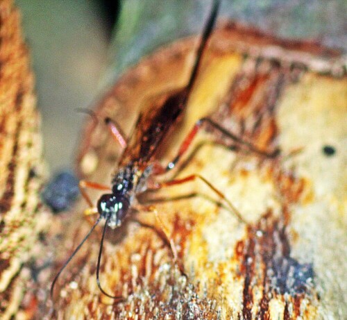 Von etwa März bis September lassen sich jene Schlupfwespen oft auf der Suche nach anderen Hautflüglerlarven an Holz vorfinden.
Jene Art Schlupfwespe ist in Europa verbreitet.
http://www.insektenbox.de/hautfl/ephman.htm

Aufnameort: Eiershausen Waldrand des Hirschbergwaldes
Kamera: Canon EOS 1300D