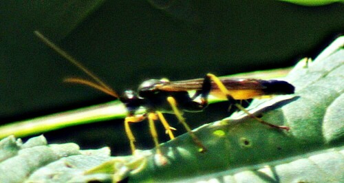 schlupfwespe-ichneumon-extensorius-1758-29304.jpeg