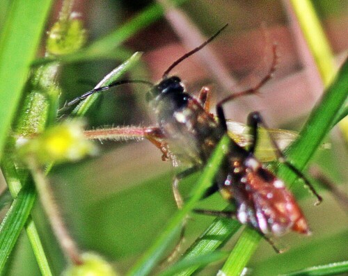 schlupfwespe-ichneumonidae-cryptinae-cryptini-19231.jpeg