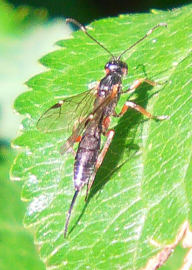 Sie lebt parasitiert Bockkäfer(Cerambycidae)(Moschusbock z. B. ) oder Prachtkäfer(Buprestidae).
http://www.insektenbox.de/hautfl/xoripr.htm

Videoclip einer ähnlichen Art:
https://www.youtube.com/watch?v=5U9dfwo3604

Aufnameort: Eierhausen Garten
Kamera: Medion Digitaler Full-HD-Camcorder mit Touchscreen Medion Life