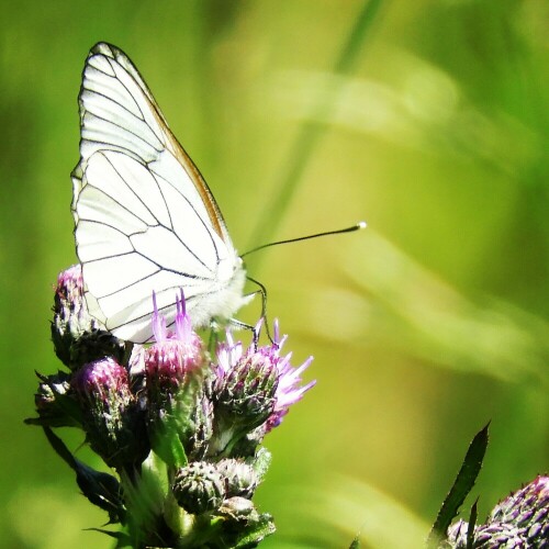 Schmetterling

Aufnameort: Ellmau Tirol
Kamera: Nikon Coolpix B700