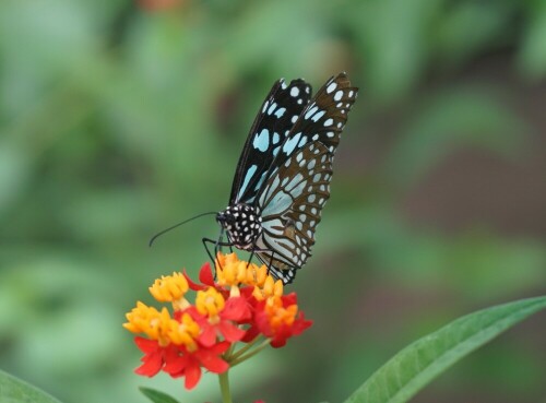 schmetterling-auf-blume-25884.jpeg