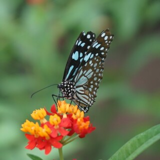 schmetterling-auf-blume-25884