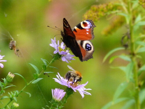 schmetterling-biene-und-spinne-12991.jpeg