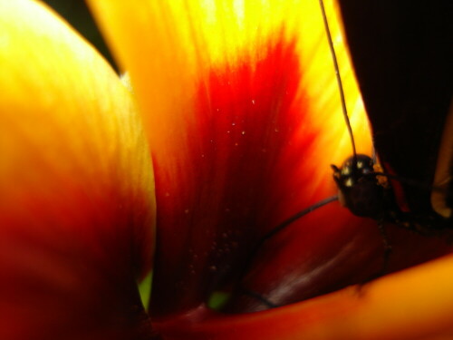 schmetterling-in-hibiskusblute-4212.jpeg