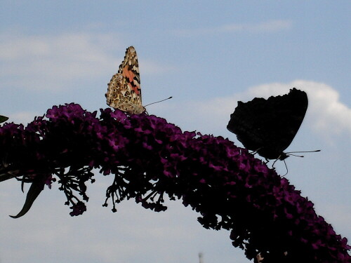 schmetterlinge-auf-sommerflieder-6138.jpeg