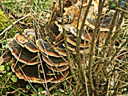 Die Schmetterlings- bzw. Bunte Tramete ist eine Art der Trameten.
https://de.wikipedia.org/wiki/Schmetterlings-Tramete

Aufnameort: Eiershausen Garten
Kamera: Canon EOS 1300D