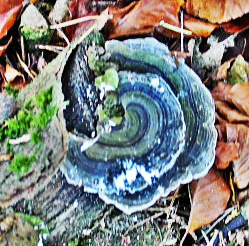 Die Schmetterlingstramete wird auch als Bunte Tramete bezeichnet.
Sie gehört zu den Stielporlingsverwandten(Polyporaceae).
https://de.wikipedia.org/wiki/Schmetterlings-Tramete

Aufnameort: Eiershausen Hirschbergwald
Kamera: Canon EOS 1300D