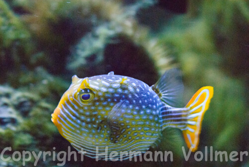 Dieser Kofferfisch wird in einem sehr dunklen Aquarium gehalten.
Da ich dort ohne Blitz fotografiere, ist dies eine der wenigen gelungenen aus hunderten von Aufnahmen.

Aufnameort: DEU,BW, Stuttgart, Wilhelma-Aquarium
