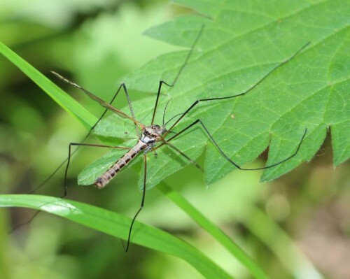 Eine Schnakenart, die sich auch gerne in feuchten Wiesen aufhält.
http://iz.carnegiemnh.org/cranefly/tipulinae.htm#Tipula_(Yamatotipula)

Aufnameort: Schwarzbachtal
Kamera: Canon EOS 700D