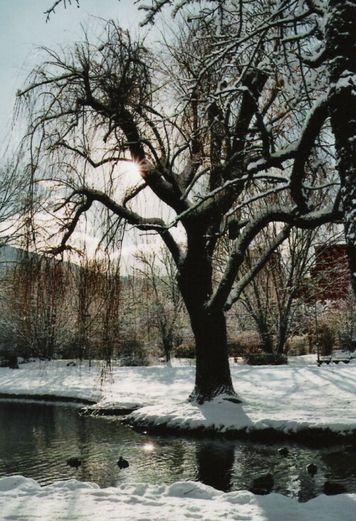 Noch lässt die weiße Pracht auf sich warten- aber sie kommt bestimmt!

Aufnameort: Innsbruck (Stadtpark)
