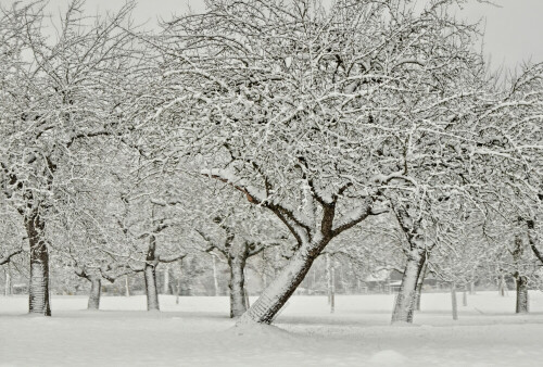 schneebaume-streuobstanlage-triesdorf-19911.jpeg