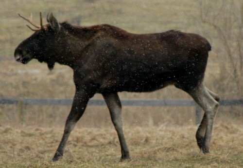 Elch im ersten Schnee

Aufnameort: Gross Schönebeck
