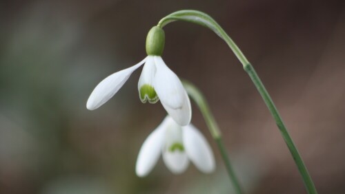 Die ersten Frühlingsboten im Garten entdeckt

Aufnameort: Lindenfels / Odw.
Kamera: Canon 450D