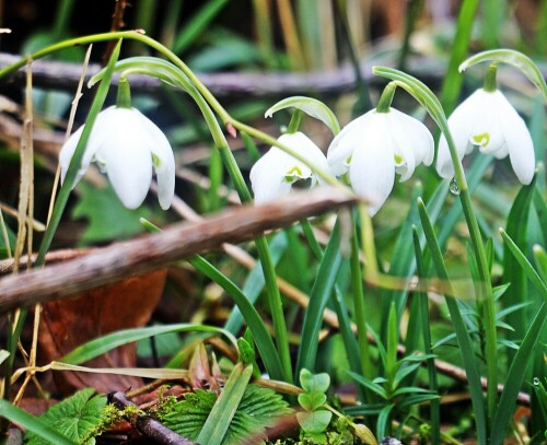 Auch Schneeglöckchen sind durch ihren Gehalt an Alkaloiden giftig.
Ihr Inhaltsstoff Galanthamin soll gegen Demenz und Alzheimer eingesetzt werden, um das Fortschreiten der Krankheit zu bremsen.
(Im südlichen Teil des Grundstückes sind seine Blüten bereits geöffnet.)
https://de.wikipedia.org/wiki/Schneeglöckchen

Aufnameort: Eiershausen Garten
Kamera: Canon EOS 1300D