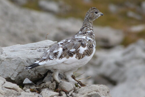 Schneehuhn, fotografiert am 4.10.12 zwischen Nebelhorn
und Großer Daumen (Allgäu) auf ca. 5 m Entfernung.
Junge mußten sich noch in der Nähe befinden, denn das Huhn
warnte unaufhörlich.


Aufnameort: Koblatsee/Allgäu
Kamera: Lumix FZ48