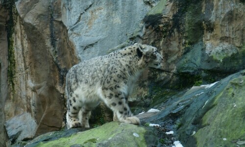 Schneeleopard im Kölner Zoo. Dieses schöne und extrem seltene Tier haben in freier Wildbahn bisher nur ein paar Dutzend Menschen fotografieren können. Wer sich die Glasscheiben wegdenkt, könnte glauben, das Tier sei auf der Pirsch.

Aufnameort: Kölner Zoo
Kamera: Sony Alpha 7/II