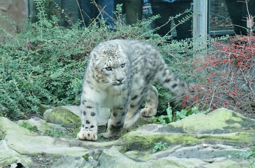 Der Schneeleopard zeigt an diesem Tag einen grimmig entschlossenen Blick, als sei der Streifzug durch das Gehege eine sehr ernste Angelegenheit.

Aufnameort: Kölner Zoo
Kamera: Sony Alpha 7/II