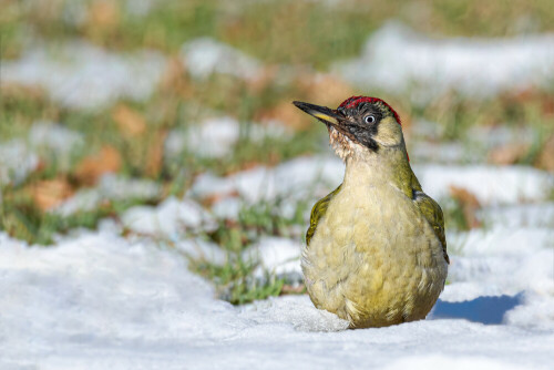 Grünspecht auf Nahrungssuche in den schneefreien Bereichen der Wiese.

Aufnameort: Stuttgart
Kamera: Nikon D500