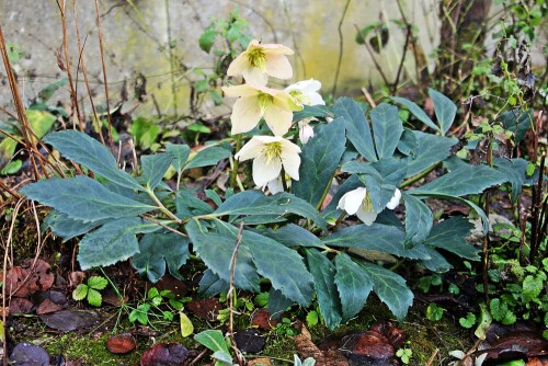 schneerose-helleborus-niger-l-01-20038.jpeg