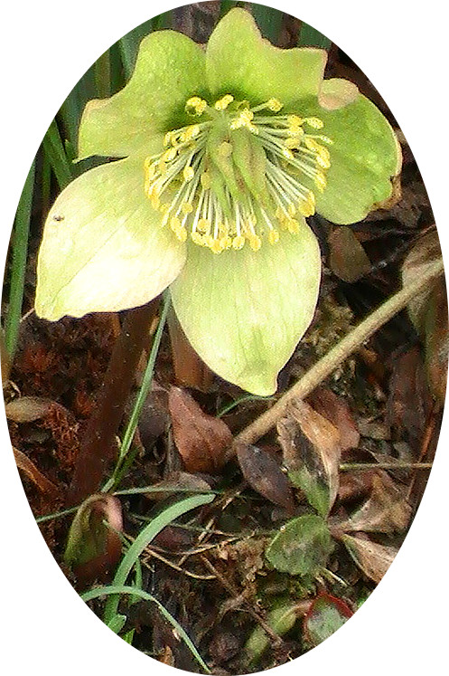 schneerose-helleborus-niger-l-12219.jpeg