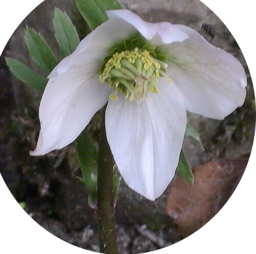 Die Schneerose gilt als kalkstete Pflanzenart.
http://de.wikipedia.org/wiki/Schneerose

Aufnameort: Eiershausen Garten
Kamera: Medion Digitaler Full-HD-Camcorder mit Touchscreen Medion Life