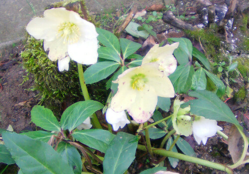 schneerose-helleborus-niger-l-13166.jpeg