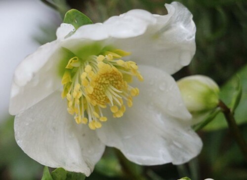 schneerose-helleborus-niger-l-15728.jpeg