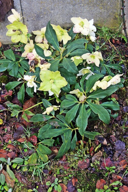 Die Schneerose gehört zu den Hahnenfußgewächsen(Ranunculaceae).
https://de.wikipedia.org/wiki/Schneerose

Aufnameort: Eiershausen Garten
Kamera: Canon EOS 1300D