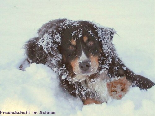 Eine große Freundschaft zwischen unserem Hund und Katze

Aufnameort: Im Wintergarten
Kamera: Fuji 2800