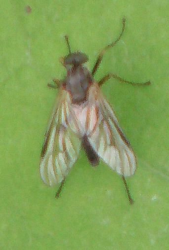 Eine Schnepfenfliege, die sich räuberisch ernährt.
http://www.insektenbox.de/zweifl/rhagli.htm

Aufnameort: Eiershausen Garten
Kamera: Medion Digitaler Full-HD-Camcorder mit Touchscreen Medion Life