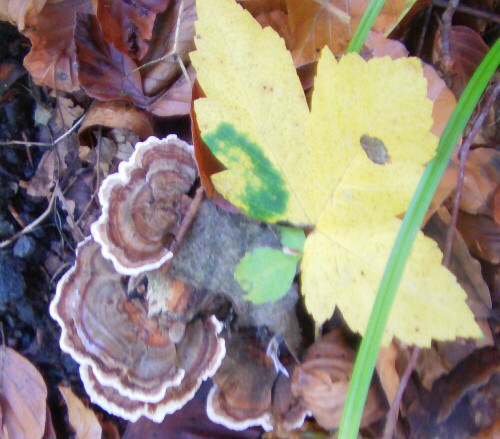 Eine Tramete - ein Pilz an Holz - der im Herbst gelegentlich an Totholz aufwächst.
http://de.wikipedia.org/wiki/Schmetterlings-Tramete

Aufnameort: Eiershausen Hirschbergwald
Kamera: Medion Digitaler Full-HD-Camcorder mit Touchscreen