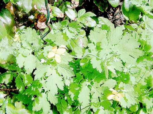 Auch das Große Schöllkraut gehört zur Familie der Mohngewächse(Papaveraceae).
https://de.wikipedia.org/wiki/Gemeiner_Rhabarber

Aufnameort: Eiershausen Garten
Kamera: Medion Camcorder