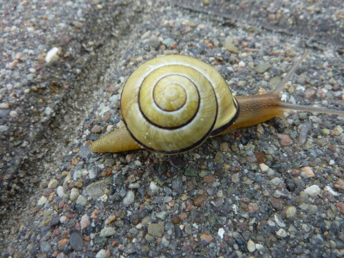 schone-schnecke-vom-radweg-gerettet-8543.jpeg