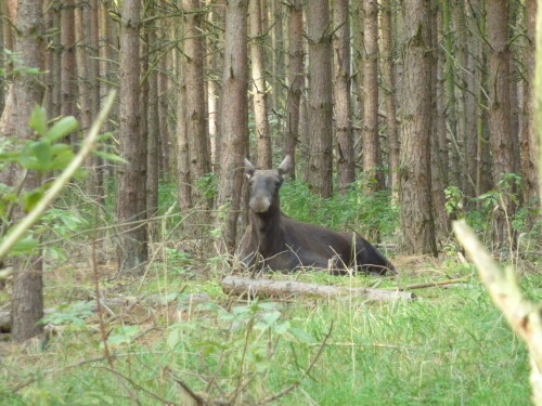 

Aufnameort: Schorfheide
